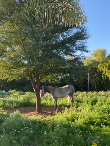 مهرجان الديدحان