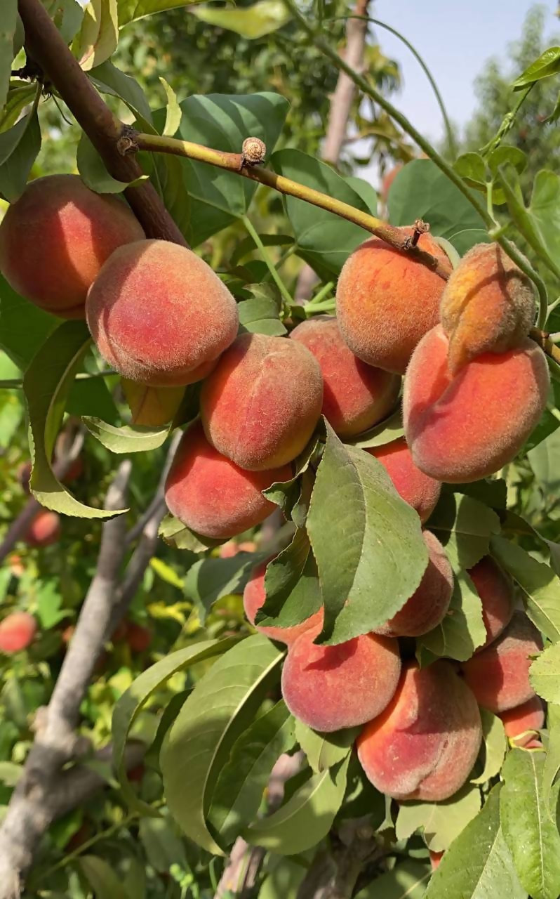 مزرعة عالية القصيم للخوخ والعنب