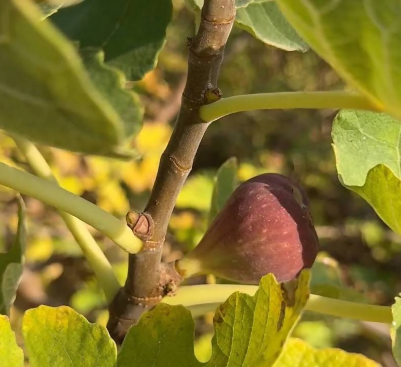 مزرعة الحسن والسويد للتين