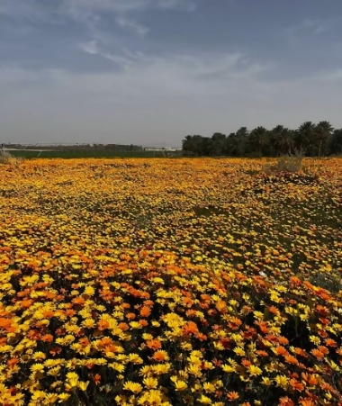 محمية الحواس في المذنب