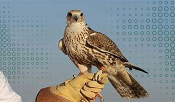 صورة المبادرة